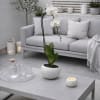 Same day Delivery Single White Phalaenopsis Orchid Flower With a Vase 7.5"x