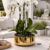 White orchids in a gold planter on a round table