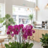 Potted pink orchids in a white bowl planter