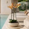 Potted orchid arrangement with yellow-orange blooms in a shallow ceramic bowl