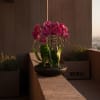 Pink orchid plant in a shallow bowl planter on a ledge
