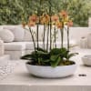 Same day Delivery Ten Peach Phalaenopsis Orchid With a Vase 20" x