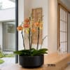 Potted orchids in a black bowl on a wooden table