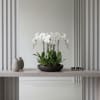 White orchid arrangement in a shallow dark bowl on a table