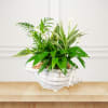 A green potted plant arrangement in a white shell-shaped planter