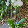 Elegant, timeless, and effortlessly refined, this white Phalaenopsis orchid garden is designed