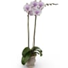 Select this lavender orchid planted in a natural ceramic container.
