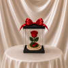 Single red rose in a clear display box with a red ribbon