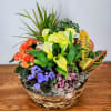 A beautiful collection of blooming and green plants designed together in a