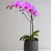 An elegant phalaenopsis orchid with soft blush-pink blooms, designed for interiors that