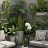 White orchid in a white pot on a concrete table, surrounded by potted houseplants