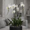 White orchids in a black planter on a gray table