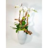 White orchids arranged in a tall white vase with twisted wood accents