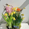 What better way to greet spring than a garden of spring bulbs?
Enjoy
