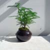The Norfolk Island Pine is a subtropical conifer known for it's soft
