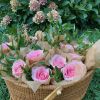 Pink roses in brown paper inside a wicker basket