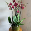 Potted pink orchid arrangement in a clear glass container
