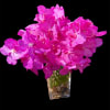 Five vibrant hot pink Vanda stems arranged in a tall square vase