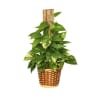 A beautiful 8" pot of Pothos vine climbing a pole in a