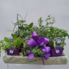 Assorted potted herbs arranged with a purple ribbon bow