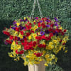 An overflowing spray of small, colorful blooms makes this 12" Million Bells