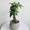 A vibrant Money Tree featuring healthy, palm-like green foliage . This symbol