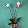White and elegant timeless flowers known for their pure white petals and