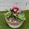 Potted succulent arrangement with pink flowers in a ceramic bowl