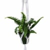 Fern jesters crown with a macrame plant hanger. The fern pot is