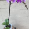 Delicate lavender colored orchid. 24in height
