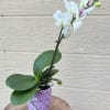 Delicate beautiful white orchid for your special someone. 14in height