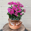 Beautiful hot pink kalanchoe in a mexican jarro de barro. 11in height