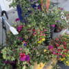 A beautiful, weather durable outdoor floral basket.