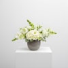 A timeless expression of beauty and calm,  Grace and Ivory features