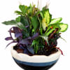 Lush dish garden, featuring an artful mix of green houseplants in a