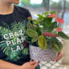 Potted anthurium and prayer plant arrangement in a patterned container