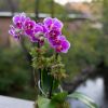 Potted purple orchids in a small metallic container