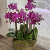 Clustered magenta phalaenopsis orchids in a low glass bowl with a moss-covered base.