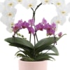 These beautiful orchid plants are a great way to say..."I LOVE YOU!"