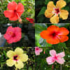 Collage of colorful hibiscus flowers in red, yellow, pink, and orange.