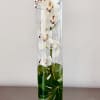 Tall cymbidium orchid rises from a column of glass, graceful stem and