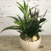 Mixed potted foliage arrangement in a white ceramic planter with shells and stones