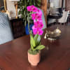 Potted pink orchid with several blooms in a peach ceramic pot