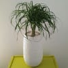 An easy to care for houseplant known for its distinctive appearance.