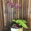 Brighten someone&rsquo;s day with this charming mixed planter! A gorgeous orchid takes