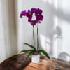 Vivid purple Phalaenopsis orchids make an elegant gift for anniversaries, birthdays, or