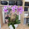 Pink orchid plant in a white ribbed pot