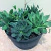 Potted succulent arrangement in a black container