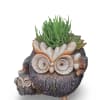 A whimsical owl-shaped planter filled with mixed succulents makes a cute, simple