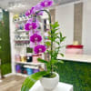 Potted purple orchid plant with arching blooms in a white ceramic pot